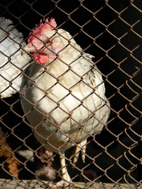 疫情影响的 疫情影响的